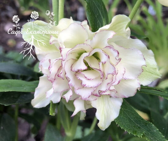 №92  Quintessa Candy